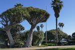 PICTURES/La Jolla Cove/t_Ellen Browning Scripps Park2.JPG